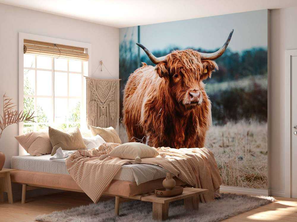 Un Highland écossais dans la forêt