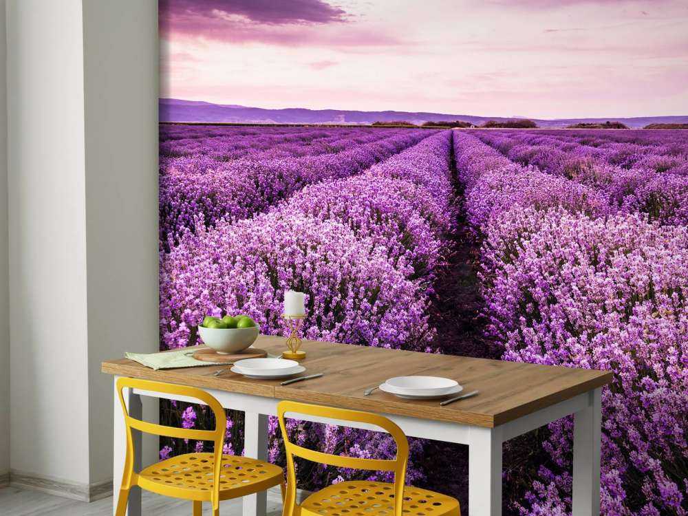 Les buissons de lavande