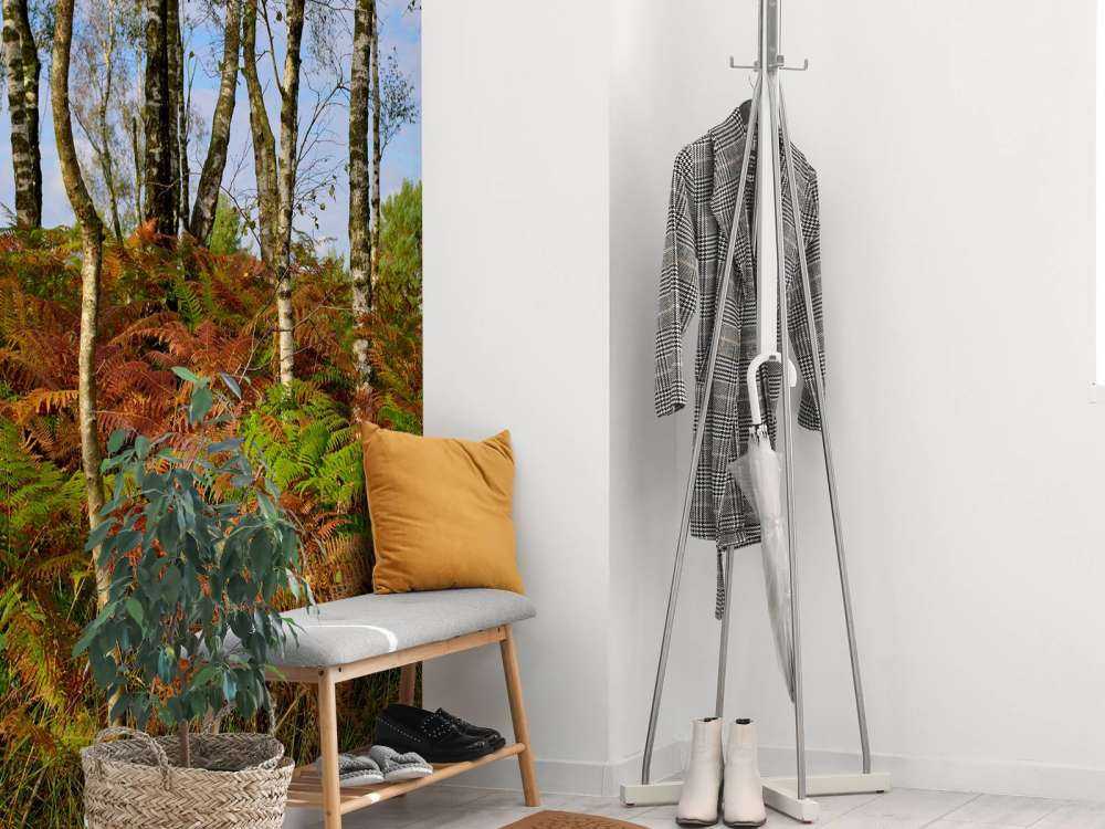 Bouleaux avec fougères colorées