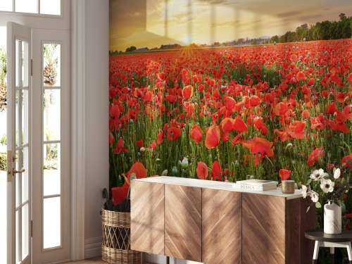 Coucher de soleil avec des coquelicots