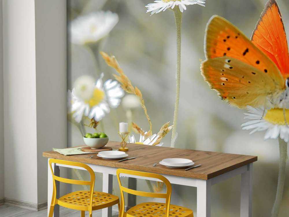 Marguerites&#x20;et&#x20;papillon&#x20;orange