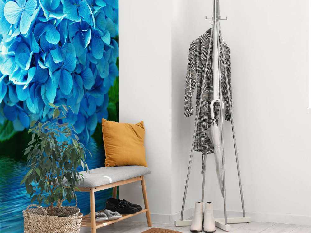 Hortensia dans l'eau