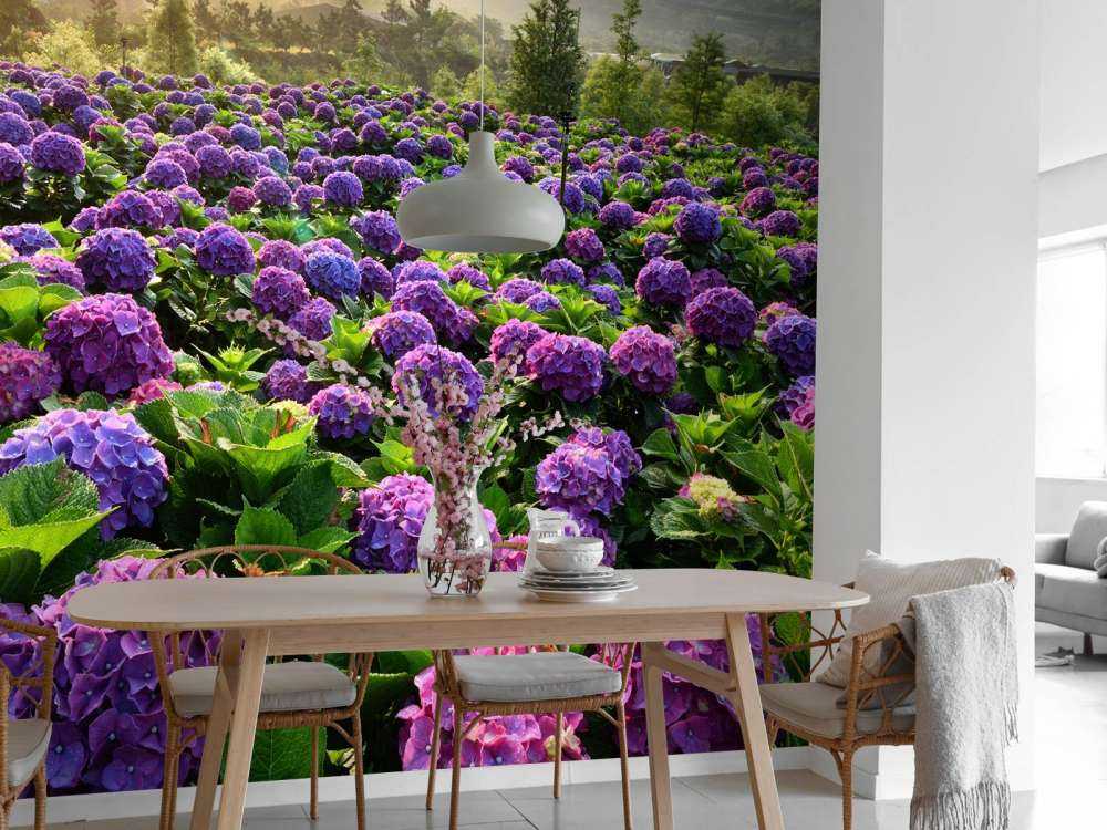 Hortensias dans un champ