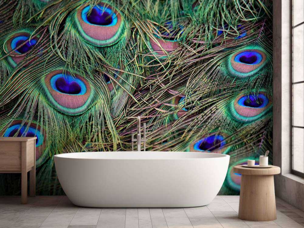 Gros plan sur des plumes paon