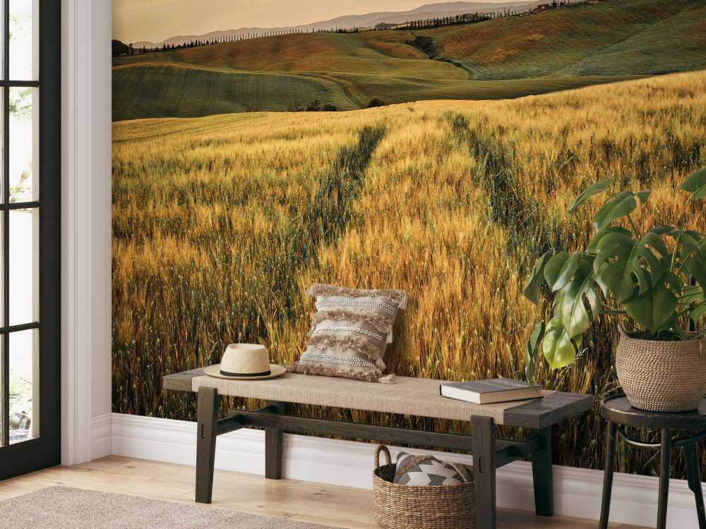 Champ de céréales avec traces