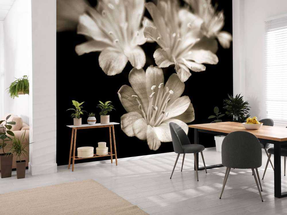 Fleur de lewisia en gros plan