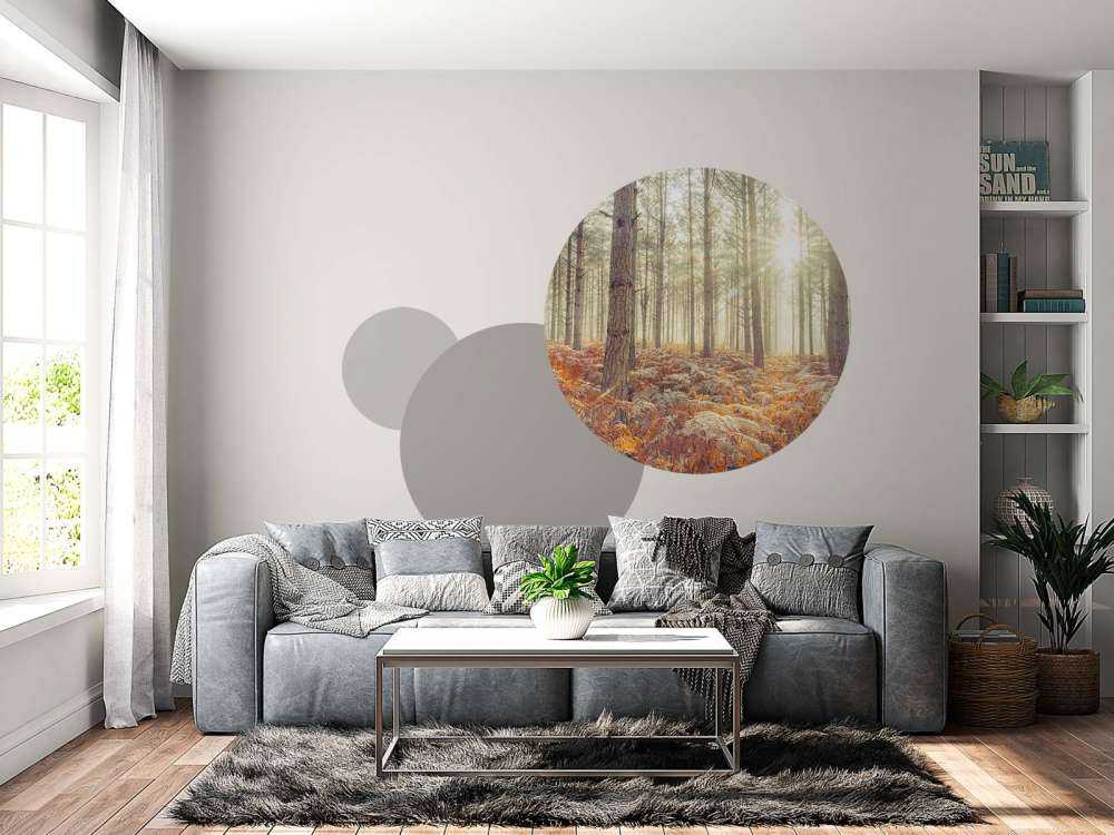 Rayons de soleil à travers des arbres froids