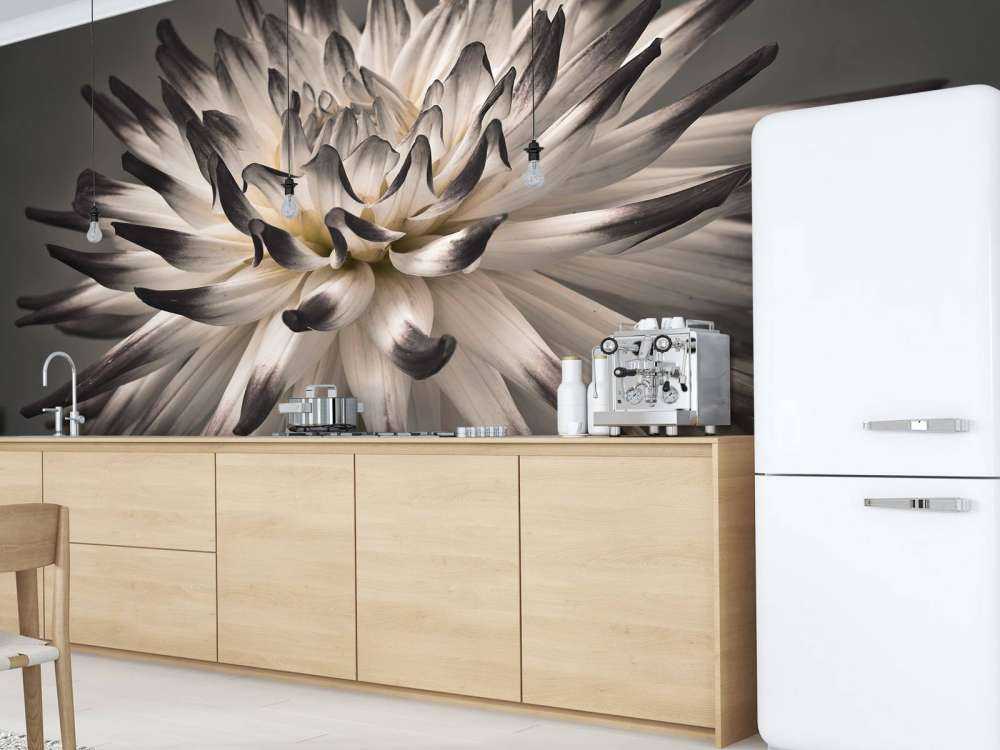 Fleur de dahlia noir et blanc