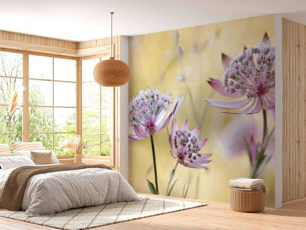 Astrantia Major