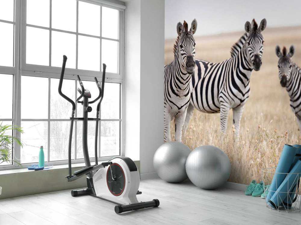 Zèbres dans la nature