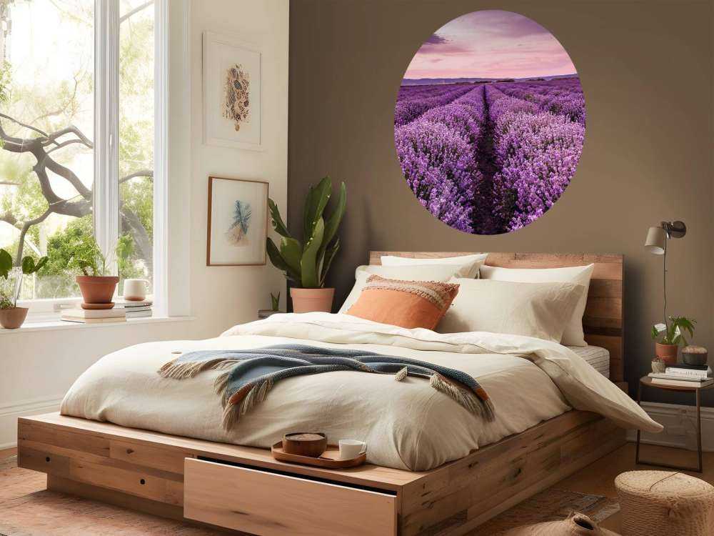 Les buissons de lavande