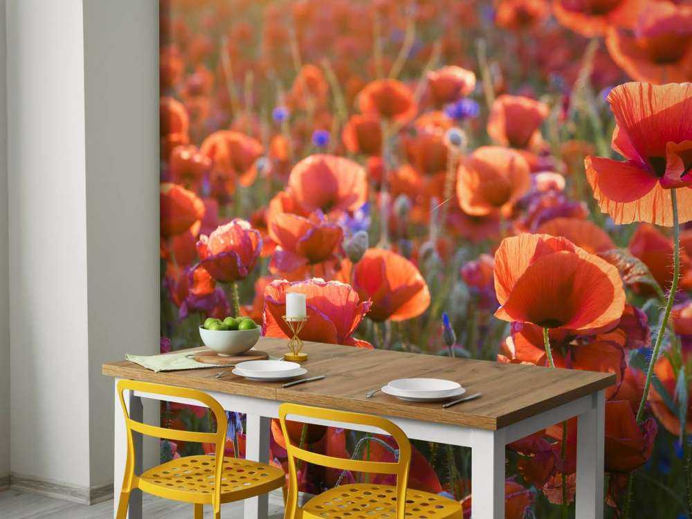 Des coquelicots dans la lumière du soir