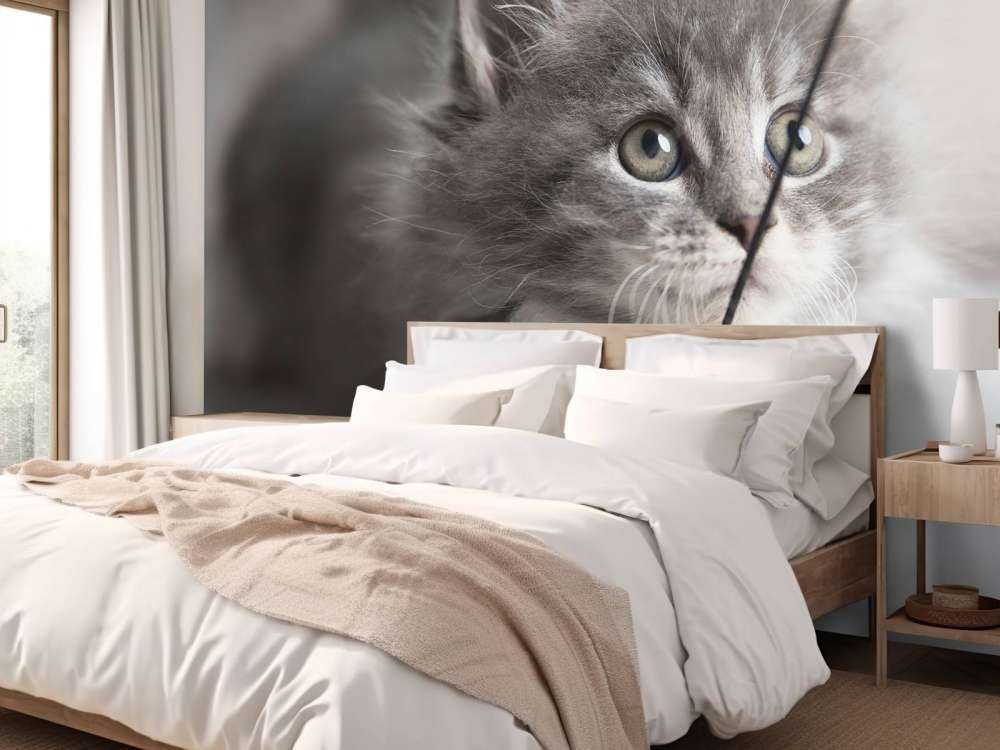 Jouer au chat