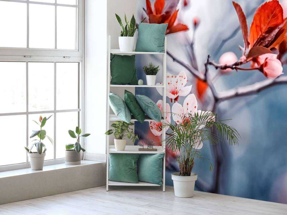 Fleur de cerisier avec des feuilles brun-rouge.