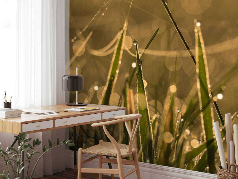 Herbe du matin brillante