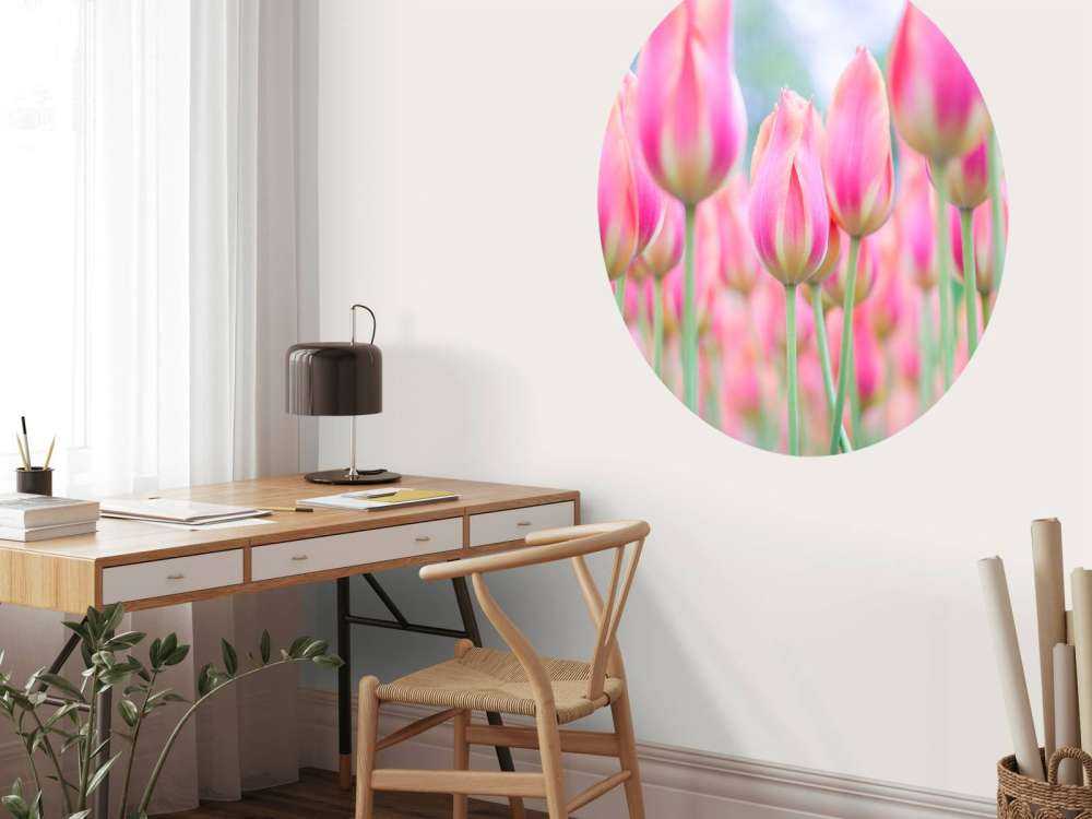 Gros plan sur des tulipes roses