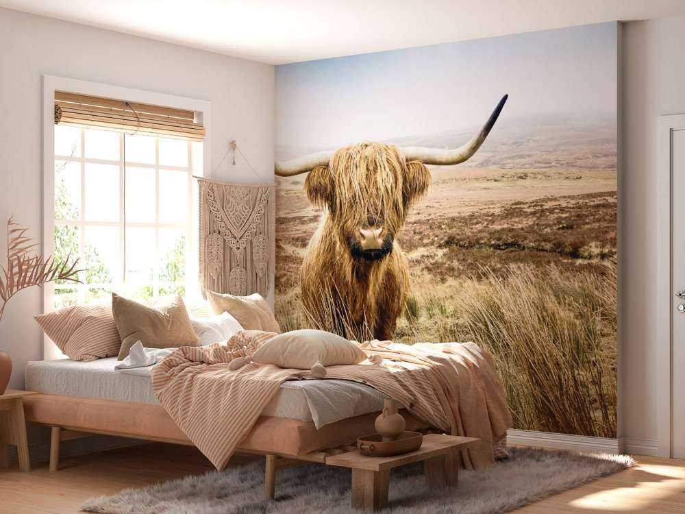 Highland écossais avec roseau