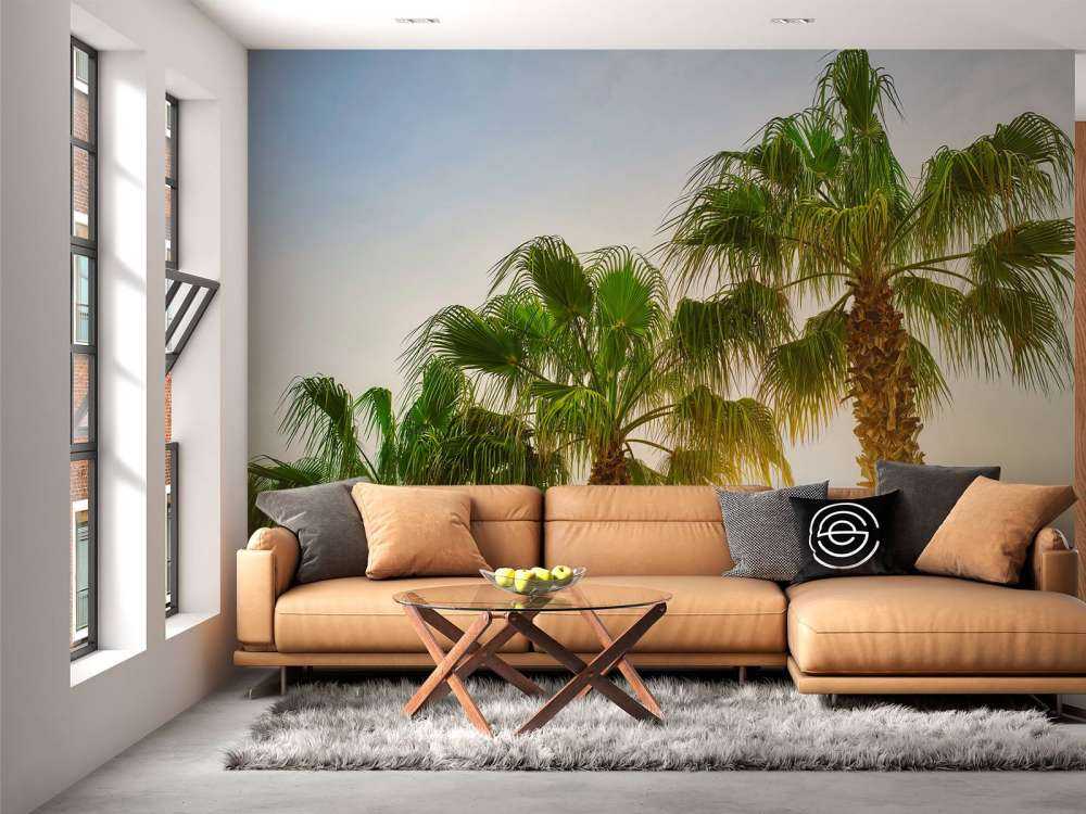 Des palmiers au soleil