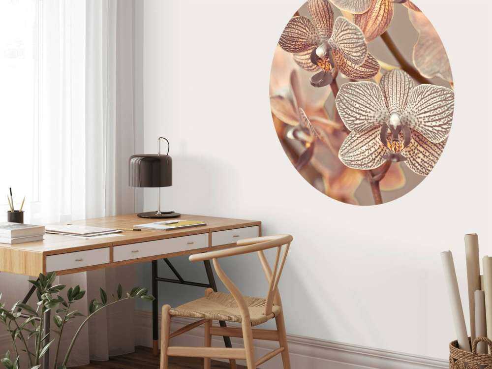 Gros plan d'orchidée