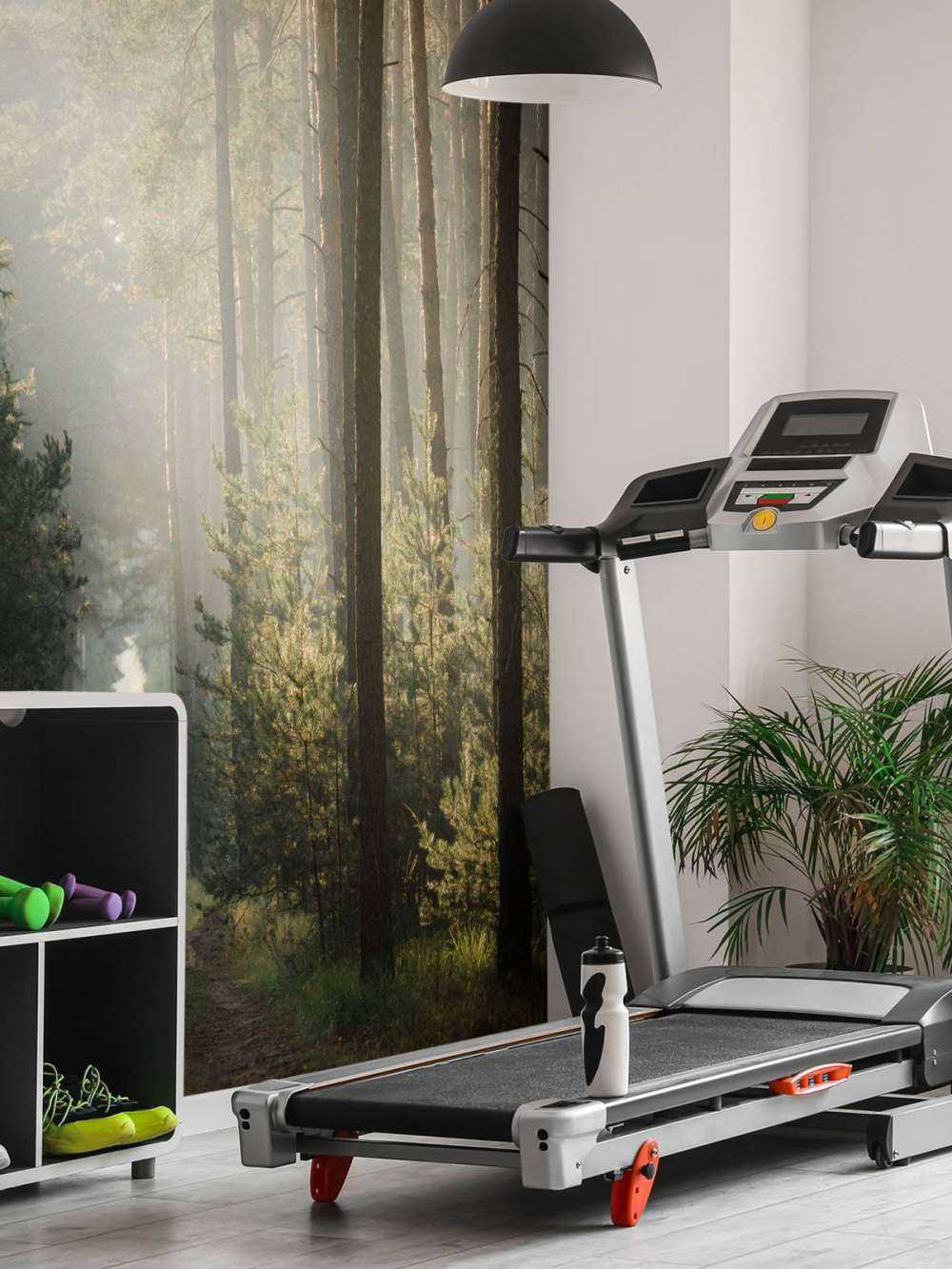 Jeu de lumière dans la forêt de pins