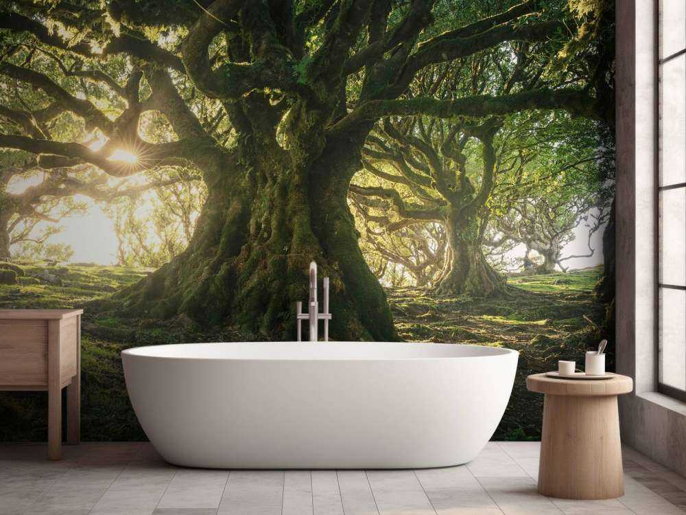 Forêt Enchantée au Soleil