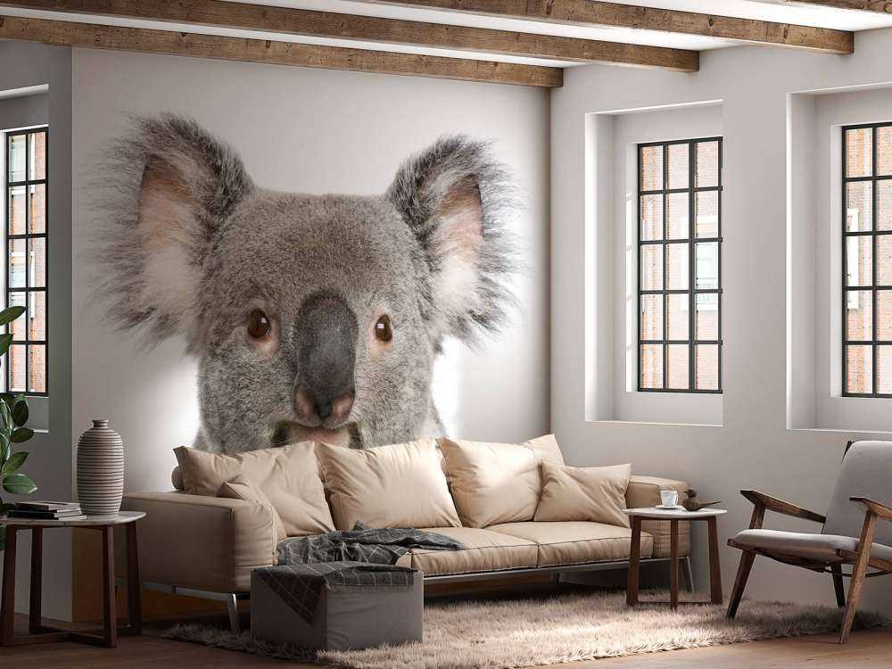Photo d'un koala