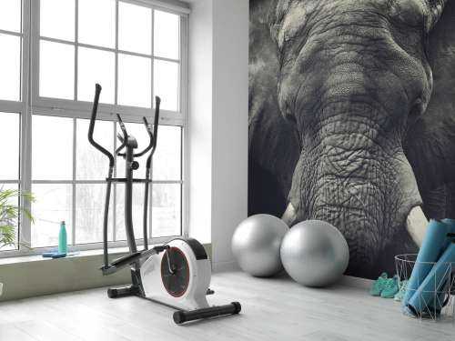 Gros plan sur un éléphant