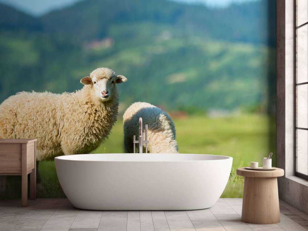 Deux moutons dans un pré