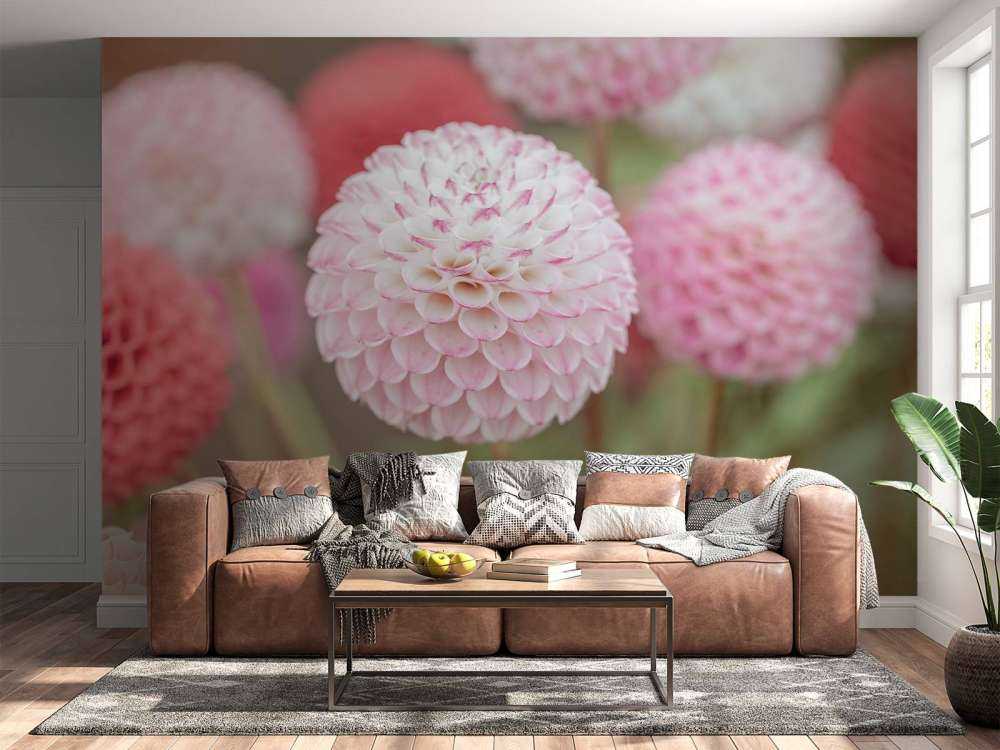 Fleurs de dahlia roses