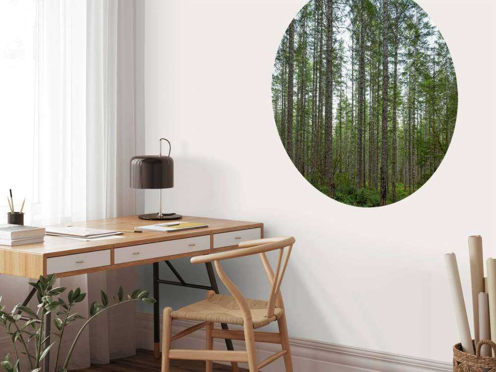 Arbres hauts et droits