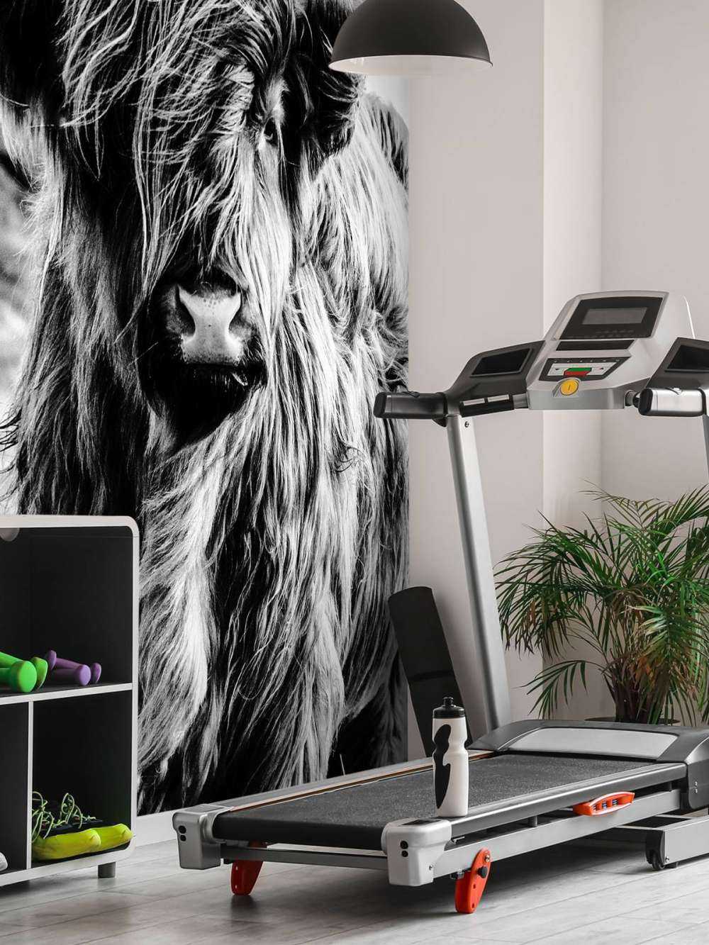 Le Highland écossais en noir et blanc