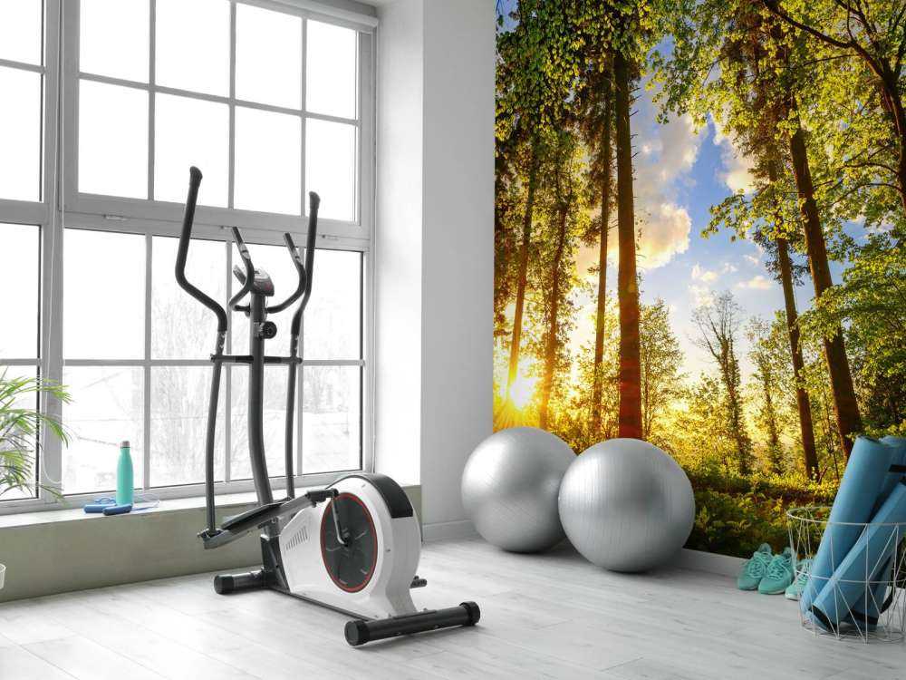 Coucher de soleil à travers les arbres