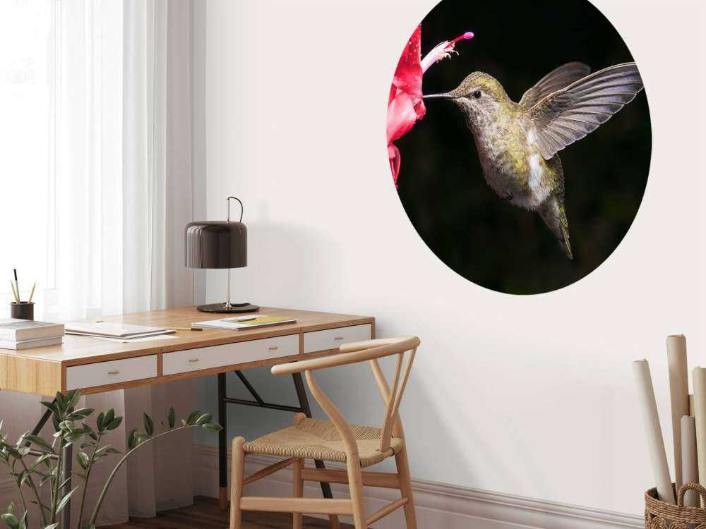 Colibri avec une fleur rouge