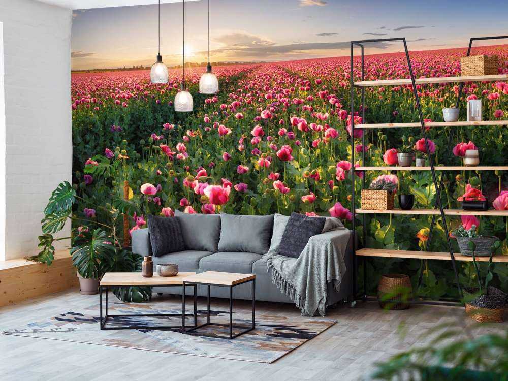 Champ de coquelicots roses