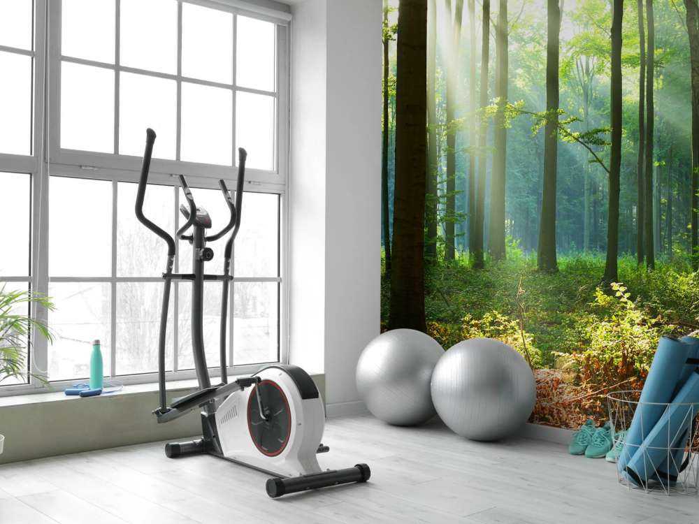 Matin dans la forêt