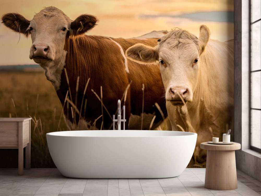 Les vaches au soleil du soir