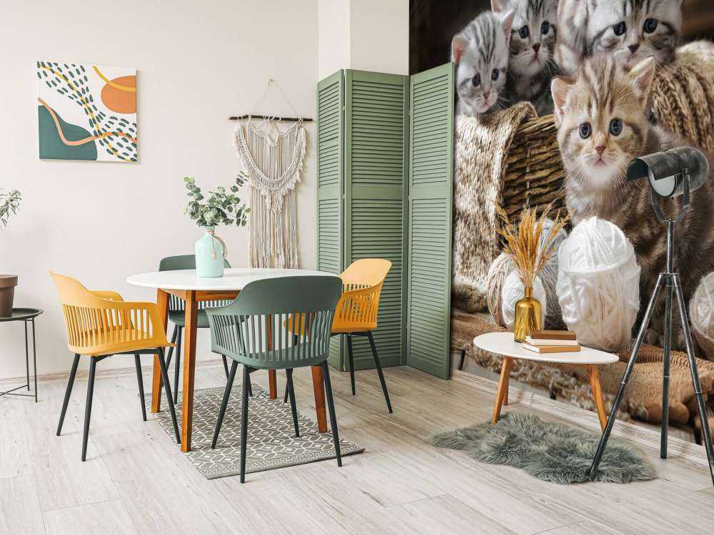 Chatons avec de la laine