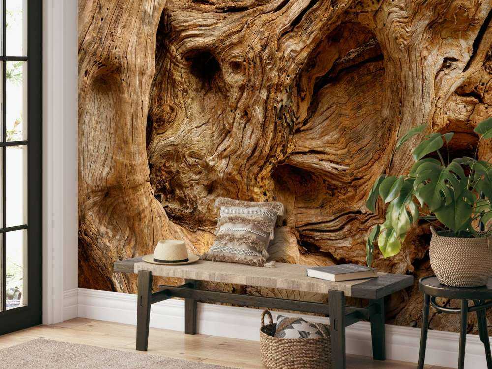 Gros plan sur un vieil arbre