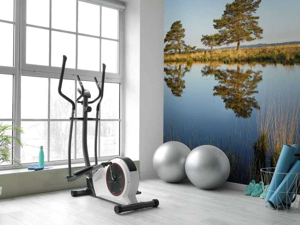 La forêt dans la lande