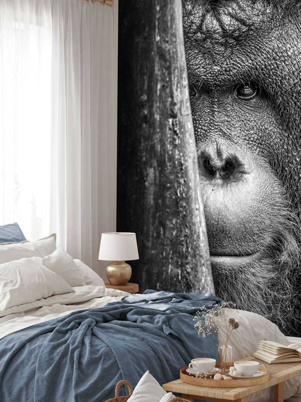 Orang-outan noir et blanc