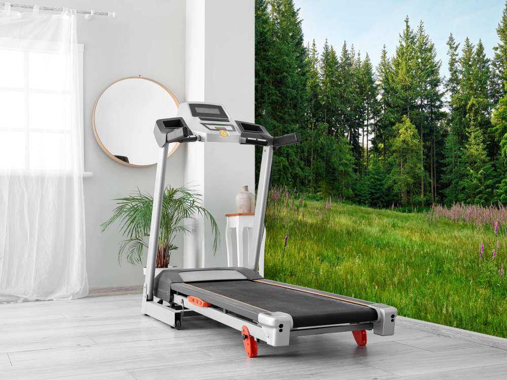 Espace ouvert dans une forêt