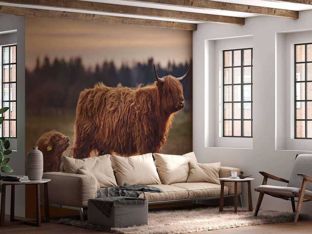 Les Highlands écossais dans la prairie