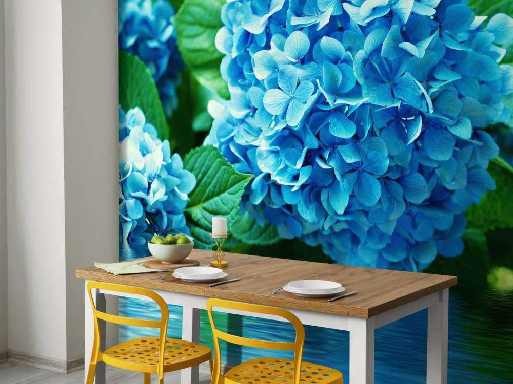 Hortensia dans l'eau