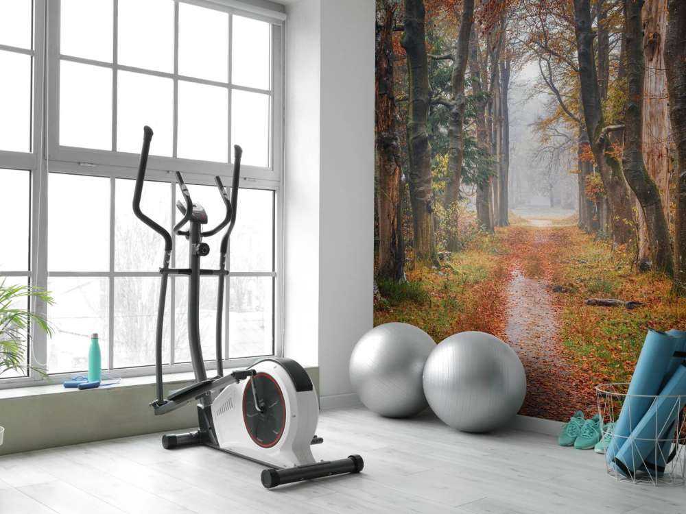 Chemin forestier avec de vieux arbres