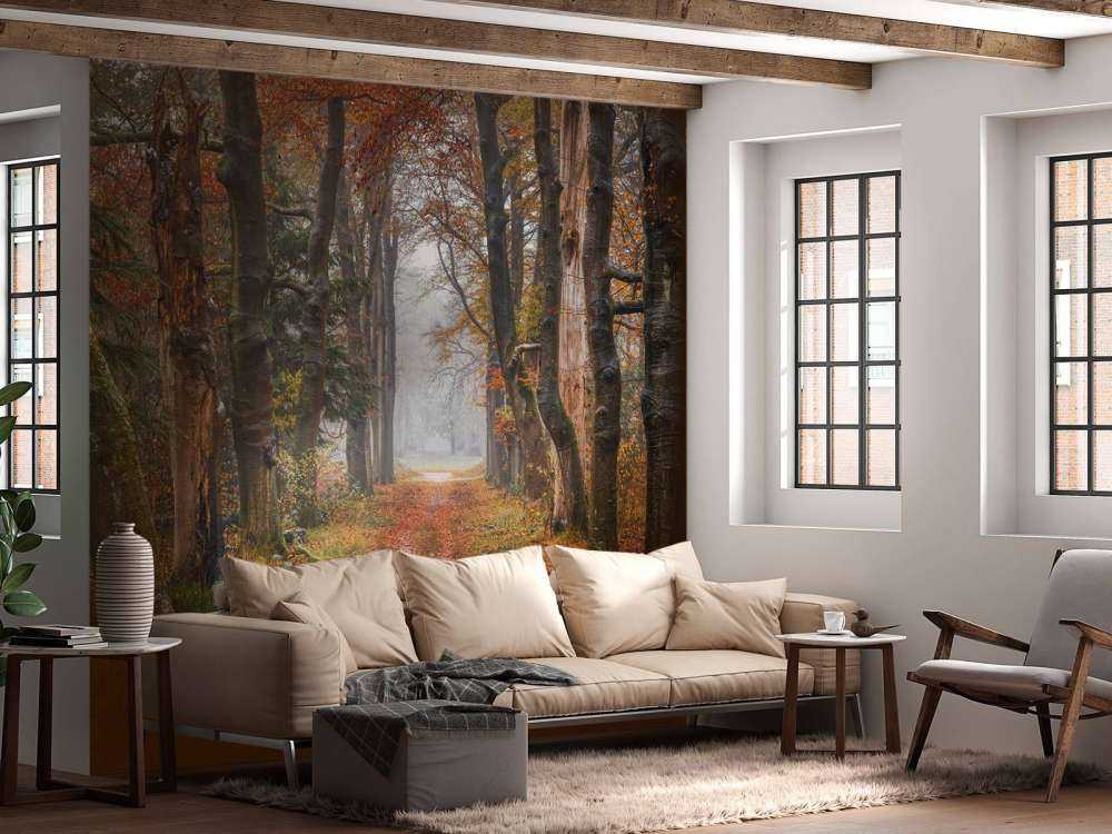 Chemin forestier avec de vieux arbres