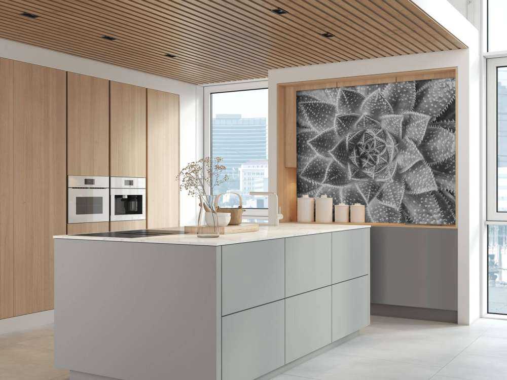 Gros plan sur succulente