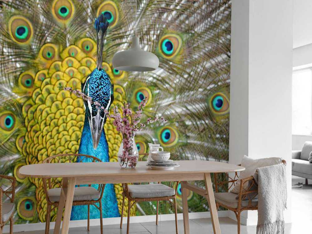 Vue de face d'un paon