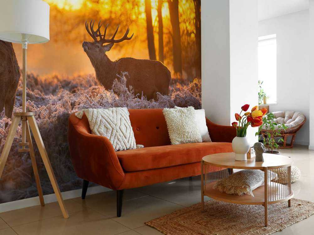 Cerfs au coucher du soleil