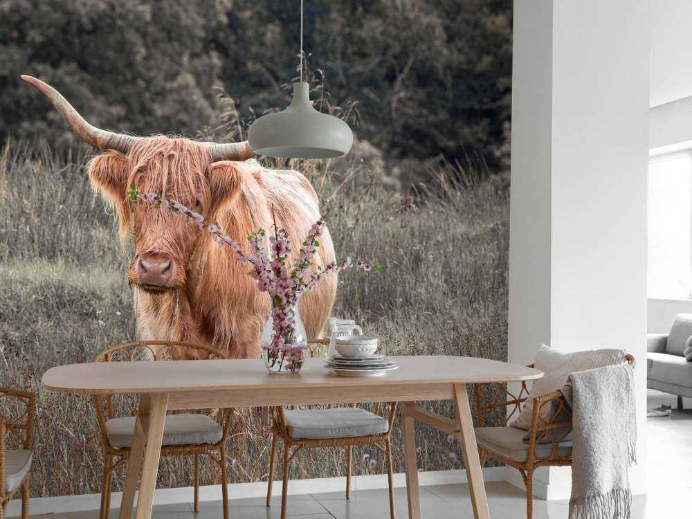 Highlander écossais dans un champ