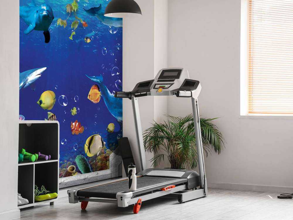 Les dauphins à travers le mur